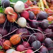 Beet - Rainbow Blend (Seeds)